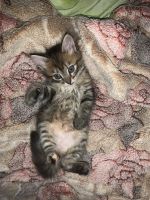Лот: 18840377. Фото: 6. Котята