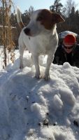 Лот: 9406421. Фото: 6. Джек рассел терьер щенок