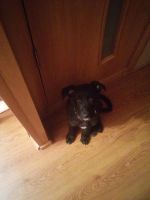 Лот: 4544171. Фото: 2. отдам сторожевого щенка в хорошие... Животные и уход