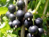 Лот: 5872808. Фото: 2. соберу вашу ягоду. Продукты