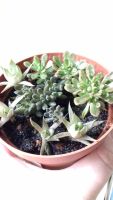 Лот: 9168581. Фото: 6. Суккулент Микс. синокрассула Sinocrassula...