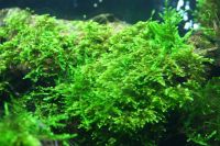 Лот: 15674429. Фото: 2. Мох Сингапурский (Singapore moss... Аквариумистика