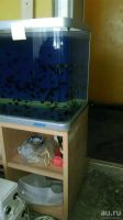 Лот: 10855157. Фото: 2. Аквариум 450 л. Аквариумистика