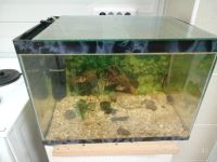 Лот: 12605571. Фото: 2. аквариум. Аквариумистика