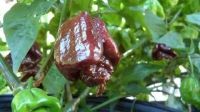 Лот: 11520191. Фото: 2. Семена Trinidad Moruga Scorpion... Семена, рассада, садовые растения