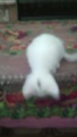 Лот: 4692820. Фото: 5. Белый котенок в самые ласковые...
