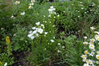 Лот: 9575954. Фото: 2. Колокольчик белый махровый "Ла... Семена, рассада, садовые растения