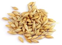 Лот: 21022828. Фото: 5. Зерно, зерносмесь.Пшеница