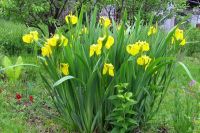 Лот: 19327346. Фото: 2. Ирис жёлтый болотный цветок. Семена, рассада, садовые растения