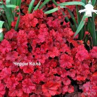 Лот: 11057699. Фото: 4. Гейхера Plum Royal. Красноярск