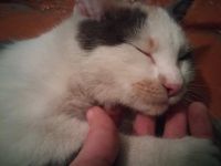 Лот: 9227346. Фото: 3. Котёнок ищет новый дом или нужна... Растения и животные