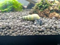 Лот: 16221548. Фото: 3. Улитка тиломелания оливковая. Растения и животные