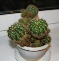 Лот: 1476277. Фото: 2. Кактус Эхинопсис (Echinopsis... Комнатные растения и уход