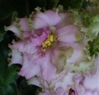 Лот: 3409322. Фото: 2. Лист сортовой фиалки Irish cream... Комнатные растения и уход