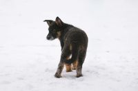 Лот: 15225836. Фото: 3. Прекрасные щенки девочки в добрые... Растения и животные