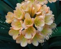Лот: 5584871. Фото: 3. Кливия (Clivia) большущая 2-в-1... Растения и животные