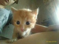Лот: 11587702. Фото: 3. Супер рыжик (котёнок). Растения и животные