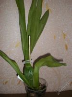Лот: 1273852. Фото: 2. Орхидея Brassia Rex Sakata /. Комнатные растения и уход
