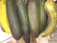 Лот: 12652165. Фото: 2. Кабачки на выбор из деревни!. Продукты