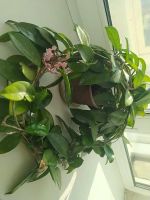 Лот: 20837783. Фото: 3. Хоя. Растения и животные