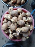 Лот: 13683966. Фото: 6. Картофель семенной Гала, пророщен...