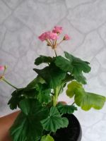 Лот: 20746819. Фото: 3. Пеларгония. Растения и животные