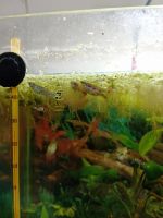 Лот: 25526004. Фото: 6. Гуппи (мальки)