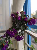 Лот: 13209176. Фото: 2. Ризомы ахименеса. Комнатные растения и уход