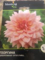 Лот: 21969444. Фото: 2. Георгины сортовые. Семена, рассада, садовые растения