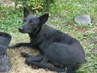 Лот: 1999007. Фото: 2. Собаки дачные в добрые руки! Смот... Животные и уход