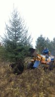 Лот: 10433904. Фото: 3. Ель сибирская (Picea obovata... Для дачи, дома, огорода, бани, парка