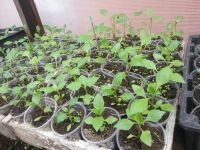 Лот: 7442616. Фото: 6. Продаем рассаду . Большой ассортимент...