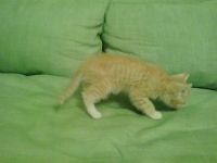 Лот: 4504828. Фото: 2. Отдам котенка. Животные и уход