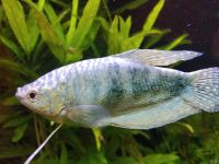 Лот: 13329711. Фото: 2. Гурами мраморный(самец). Животные и уход