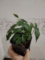 Лот: 25888987. Фото: 3. Фикус Бенджамин(малыш). Растения и животные