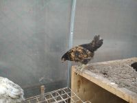 Лот: 9835589. Фото: 5. цыплята помесные