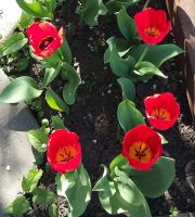 Лот: 19481203. Фото: 2. Луковицы тюльпанов. Семена, рассада, садовые растения