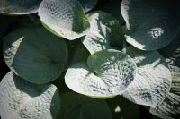 Лот: 4268623. Фото: 2. хоста 'Биг Дедди' ( hosta Big... Семена, рассада, садовые растения