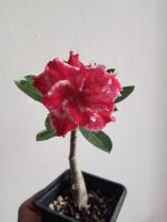 Лот: 14966072. Фото: 2. Адениум Popcorn (суккулент). Комнатные растения и уход