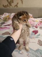 Лот: 11073987. Фото: 4. Чистокровный Шотлат. Отличный... Красноярск