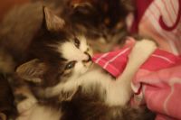 Лот: 3416129. Фото: 7. Отдаем котят