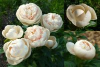 Лот: 10681712. Фото: 4. Элитные пионы из Голландии. Заказ... Красноярск
