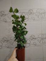 Лот: 25373410. Фото: 6. Фикус треугольный (Триангулярис...