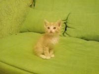 Лот: 4504828. Фото: 5. Отдам котенка