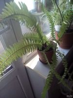 Лот: 13599633. Фото: 3. Растение. Растения и животные