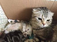 Лот: 6908473. Фото: 4. Котята мраморные шотландские прямоухие... Красноярск