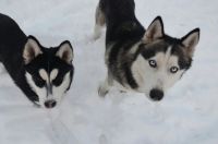 Лот: 4865022. Фото: 3. Щенок хаски. Растения и животные