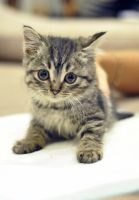 Лот: 3356925. Фото: 2. отдадим в добрые руки котят от... Животные и уход