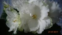 Лот: 9995286. Фото: 4. Фиалка Gillian (D. Ferguson) -... Красноярск