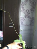 Лот: 11650171. Фото: 3. хойя (h. Finlaysonii (splash&long... Растения и животные